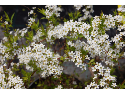 Spiraea thunbergii