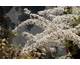 Spiraea thunbergii Fujino Pink