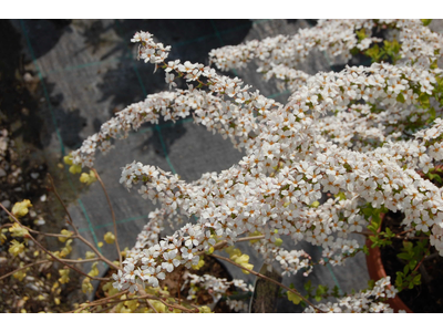 Spiraea thunbergii