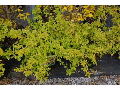 Spiraea x vanhouttei