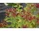 Spiraea x bumalda Superstar