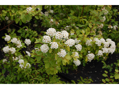 Spiraea x vanhouttei