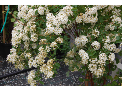 Spiraea x vanhouttei