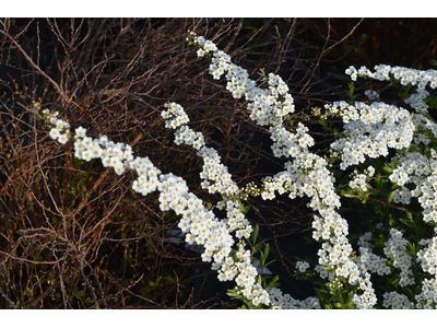 Spiraea cinerea