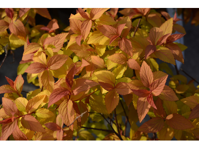 Spiraea japonica