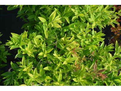 Spiraea japonica