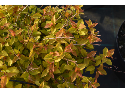 Spiraea japonica