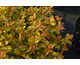 Spiraea japonica Sparkling Carpet