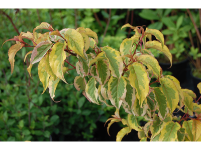 Stachyurus chinensis