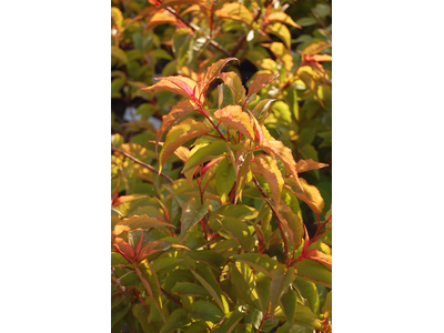 Stachyurus praecox var. leucotrichus