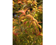 Stachyurus praecox var. leucotrichus 