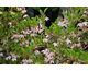 Styrax japonicum Pink Chimes