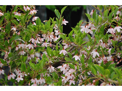 Styrax japonicum