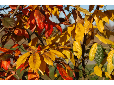 Sycopsis sinensis