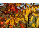 Sycopsis sinensis None