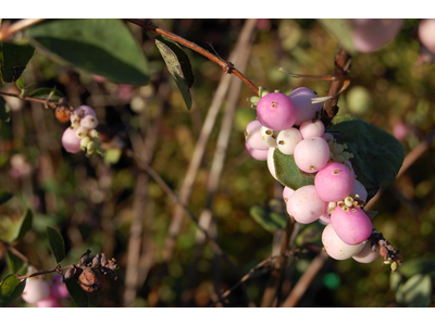 Symphoricarpos x doorenbosii