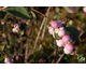 Symphoricarpos x doorenbosii Amethyst ®