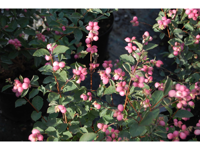 Symphoricarpos