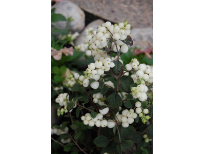 Symphoricarpos