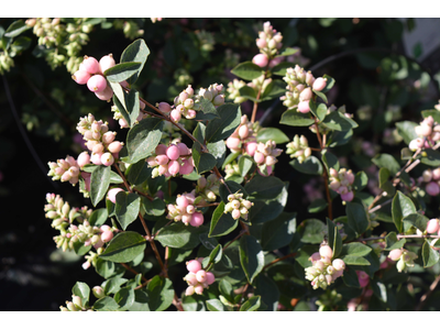 Symphoricarpos