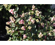 Symphoricarpos