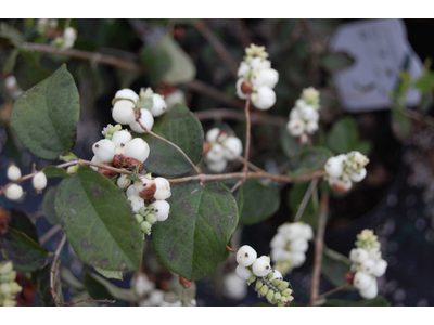 Symphoricarpos x doorenbosii