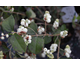 Symphoricarpos x doorenbosii White Hedge