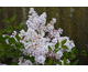 Syringa Flowerfesta White