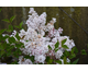 Syringa