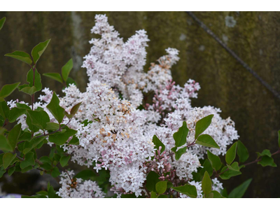 Syringa