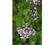 Syringa Red Pixie