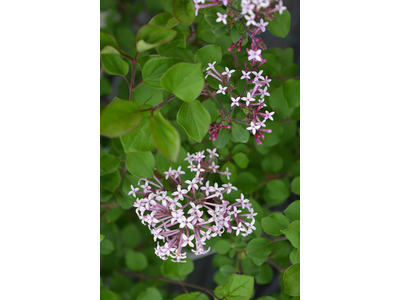 Syringa