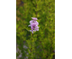 Syringa laciniata None