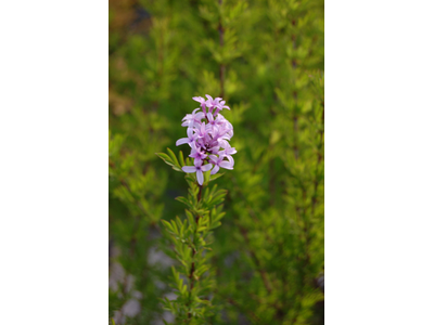 Syringa laciniata