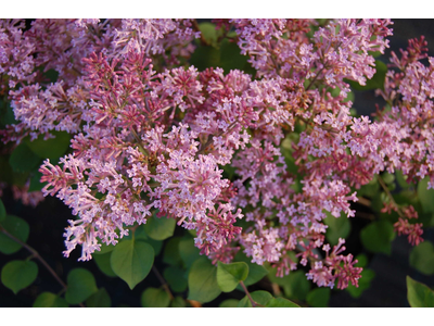 Syringa meyeri