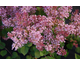 Syringa meyeri Bloomerang - Pink Perfume ®