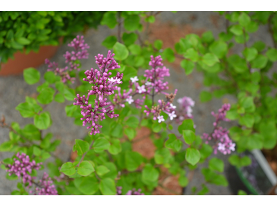 Syringa meyeri 