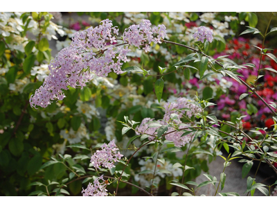 Syringa x persica