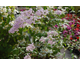 Syringa x persica 