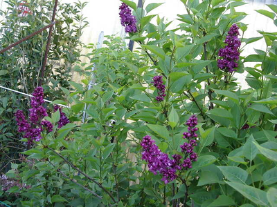 Syringa vulgaris
