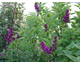 Syringa vulgaris Charles Joli