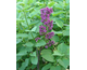 Syringa vulgaris Katherine Havemeyer