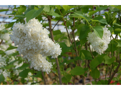 Syringa vulgaris