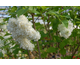 Syringa vulgaris Mme Casimir Peirer