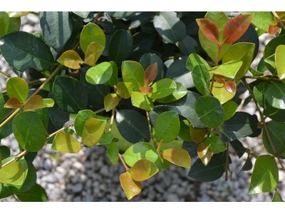 Syzygium australe