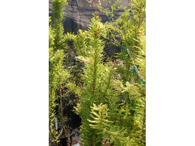 Taxodium 