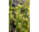 Taxodium  Peve Minareth