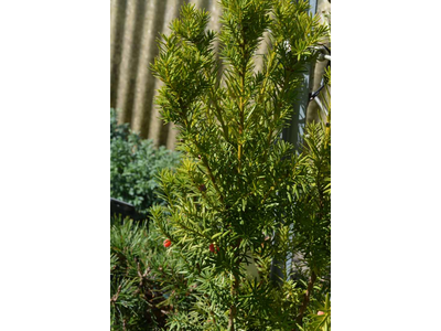 Taxus baccata var. media