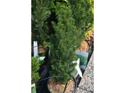 Taxus baccata var. media
