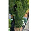 Taxus baccata var. media